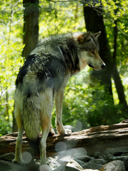 Our Visit to Lakota Wolf Preserve