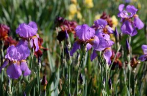 Our Visit To Van Vleck Gardens and Kip's Castle