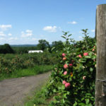 Our Visit To Hillview Farms Morris County