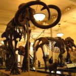 Our Visit To Museum of Natural History New York Daytrip Destinations