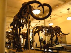 Our Visit To Museum of Natural History New York Daytrip Destinations