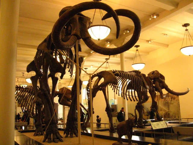 Our Visit To Museum of Natural History New York Daytrip Destinations