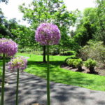 Our Visit To Reeves Reed Arboretum in Summit NJ