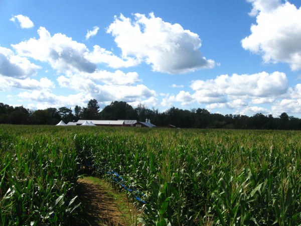 Our Visit To Stony Hill Farm Corn Maze Morris County Destinations