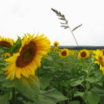 Our Visit To Sunflower Maze Sussex County Destinations