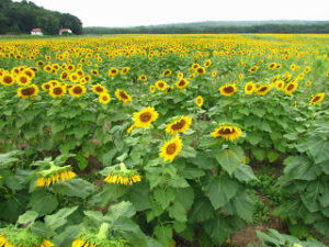 Our Visit To Sunflower Maze Sussex County Destinations