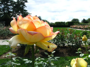Our Visit To Longwood Gardens Pennsylvania Daytrip Destinations