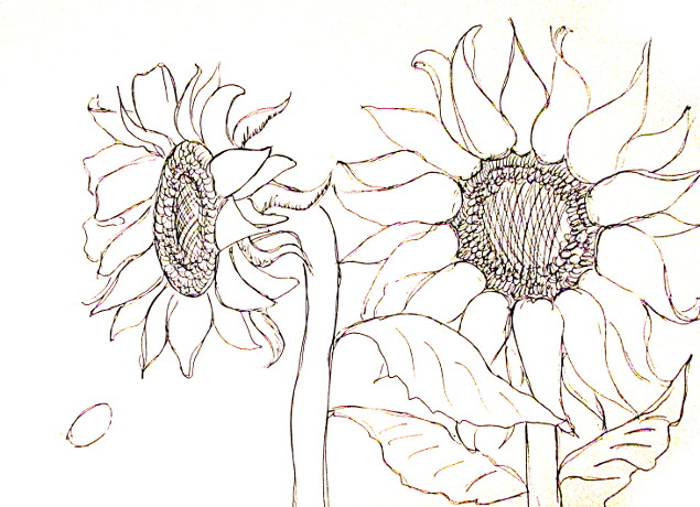How To Draw Sunflowers Happy Family Art