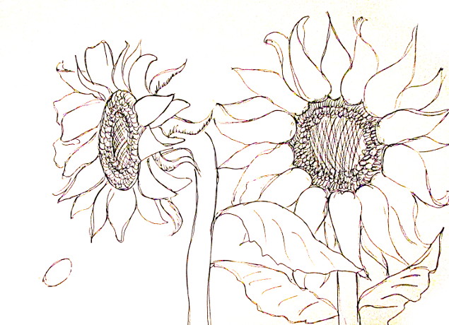 Sunflower Drawings for Sale  Pixels