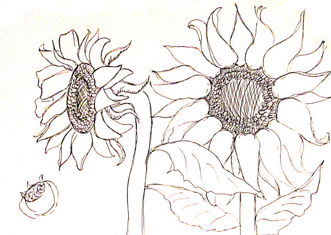 Sunflower Drawing Images - Free Download on Freepik