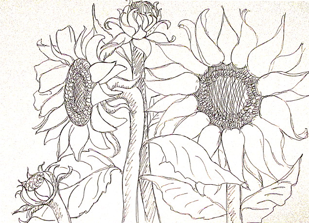 Aesthetic Sunflower Drawing Black And White