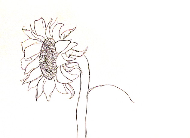 Outline Sunflower Drawing Easy