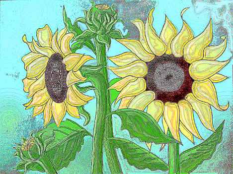 How To Draw Sunflowers