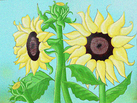 How To Draw Sunflowers