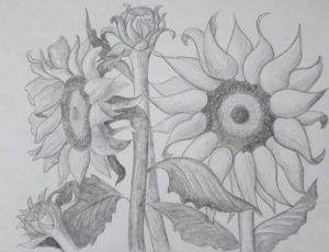 How To Draw Sunflowers - Happy Family Art