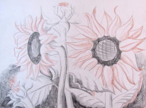 How To Draw Sunflowers - Happy Family Art