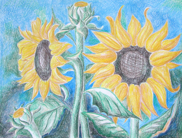 Sunflower Floral Colored Pencil Drawing Art Print - Etsy