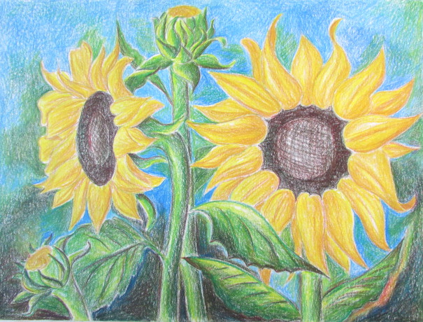 How To Draw Sunflowers