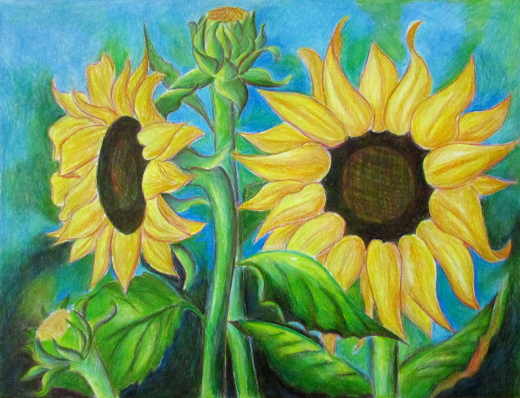 Sunflower Field Drawing