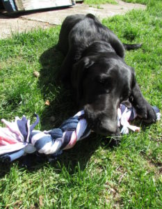 Recycled T-shirt Dog Toy