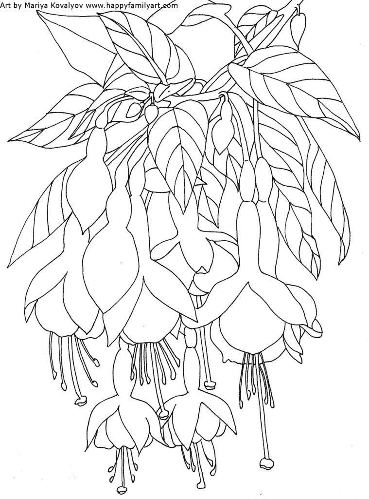 Flower Coloring Pages Fuchsia Water lily