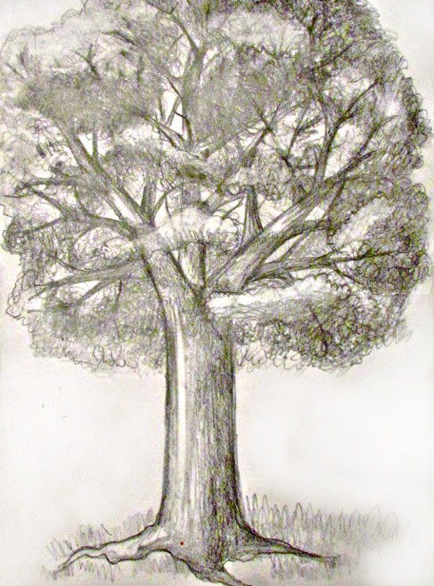 How to Draw Realistic Trees with Pen  Ink  Ran Art Blog