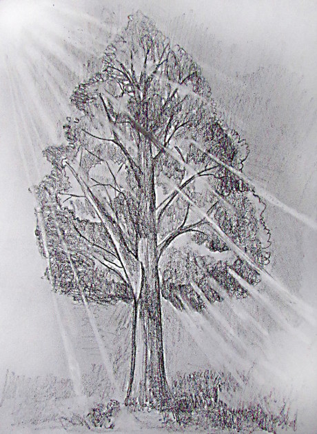 How To Draw Pencil Sketches Of Trees