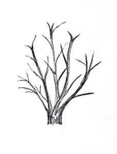 How To Draw A Tree - Happy Family Art