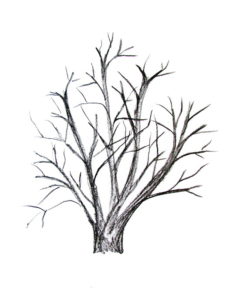 How To Draw A Tree - Happy Family Art