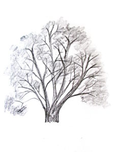 How To Draw A Tree - Happy Family Art