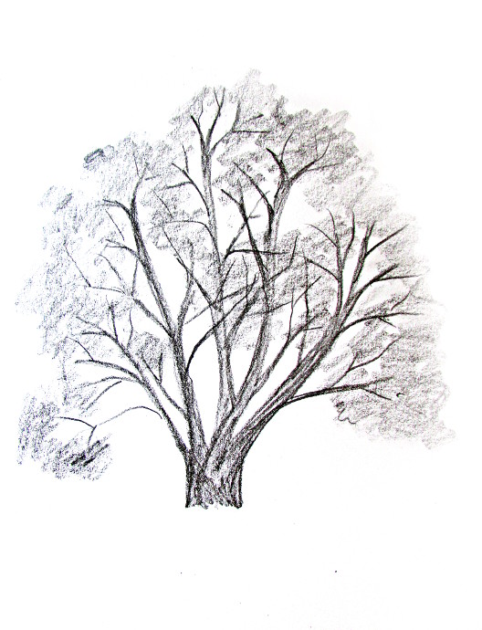 how to draw a tree without leaves