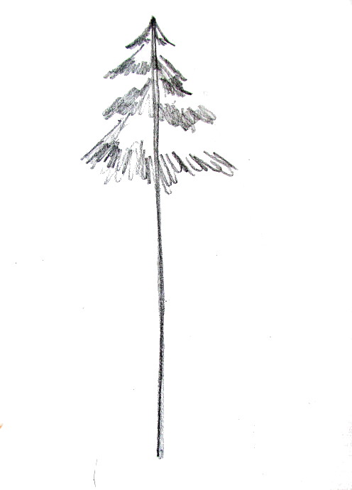 Pine Tree Drawing  How To Draw A Pine Tree Step By Step