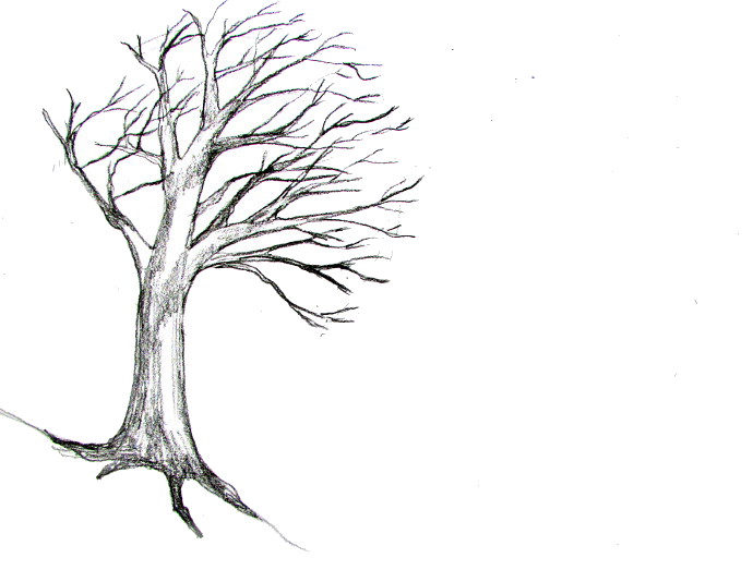 how to draw a tree without leaves