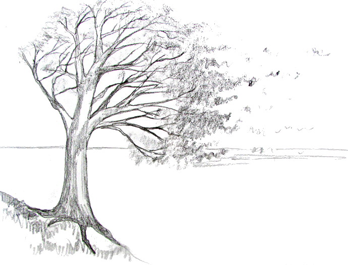 How To Draw A Tree Tutorial