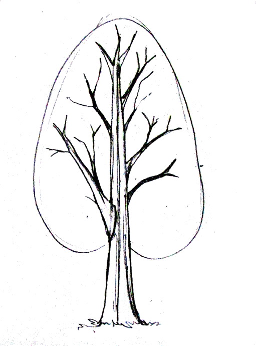 Featured image of post Normal Tree Drawing / Drawing trees is the first art for any amateur artist due to it&#039;s simplicity.