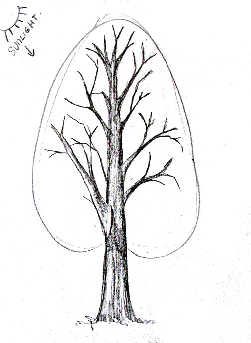 Vintage Drawing Tree Drawing Sketch FINE ART PRINT Oak Tree - Etsy Canada-saigonsouth.com.vn