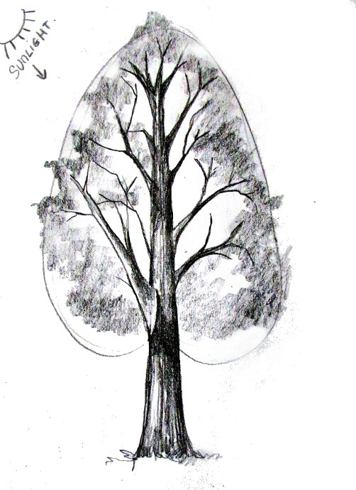 drawings of trees in pencil