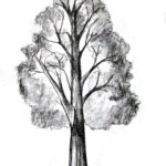 How to draw a tree tutorial