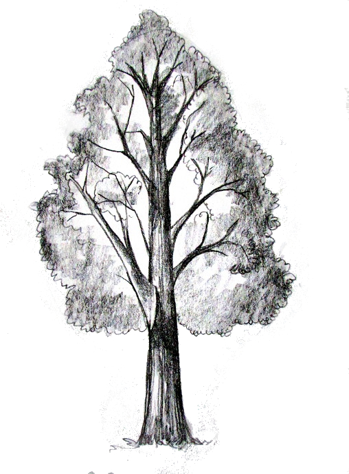 Single Drawing Tree on Paper Stock Illustration  Illustration of drawing  daylight 124039631