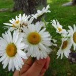 Painting Daisies Using Negative Watercolor Painting