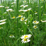 Painting Daisies Using Negative Watercolor Painting