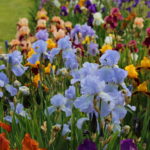 Our Visit To Presby Memorial Iris Gardens
