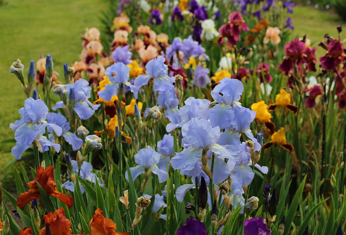 Our Visit To Presby Memorial Iris Gardens Happy Family Art