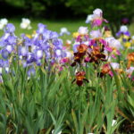 Our Visit To Presby Memorial Iris Gardens