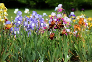 Our Visit To Presby Memorial Iris Gardens