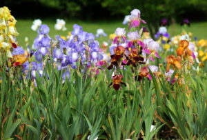 Our Visit To Presby Memorial Iris Gardens