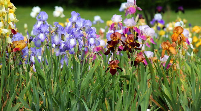 Our Visit To Presby Memorial Iris Gardens