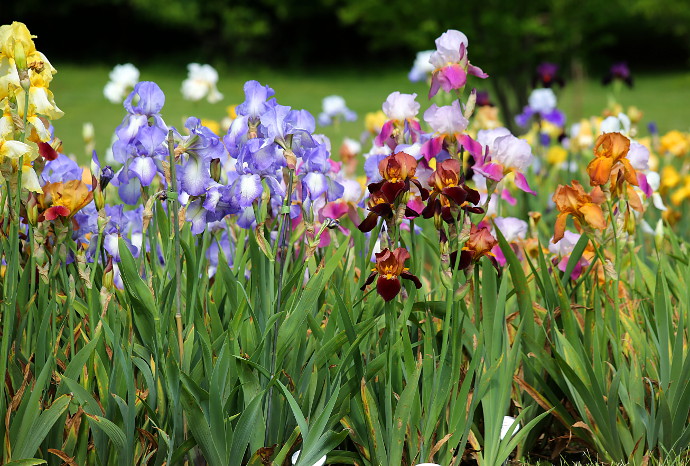 Our Visit To Presby Memorial Iris Gardens Happy Family Art