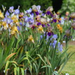 Our Visit To Presby Memorial Iris Gardens