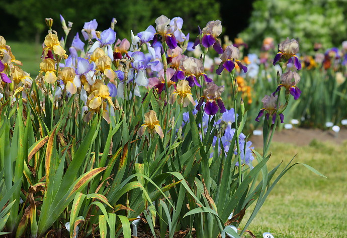 Our Visit To Presby Memorial Iris Gardens Happy Family Art